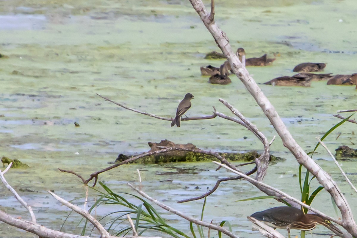 Eastern Kingbird - ML374934251