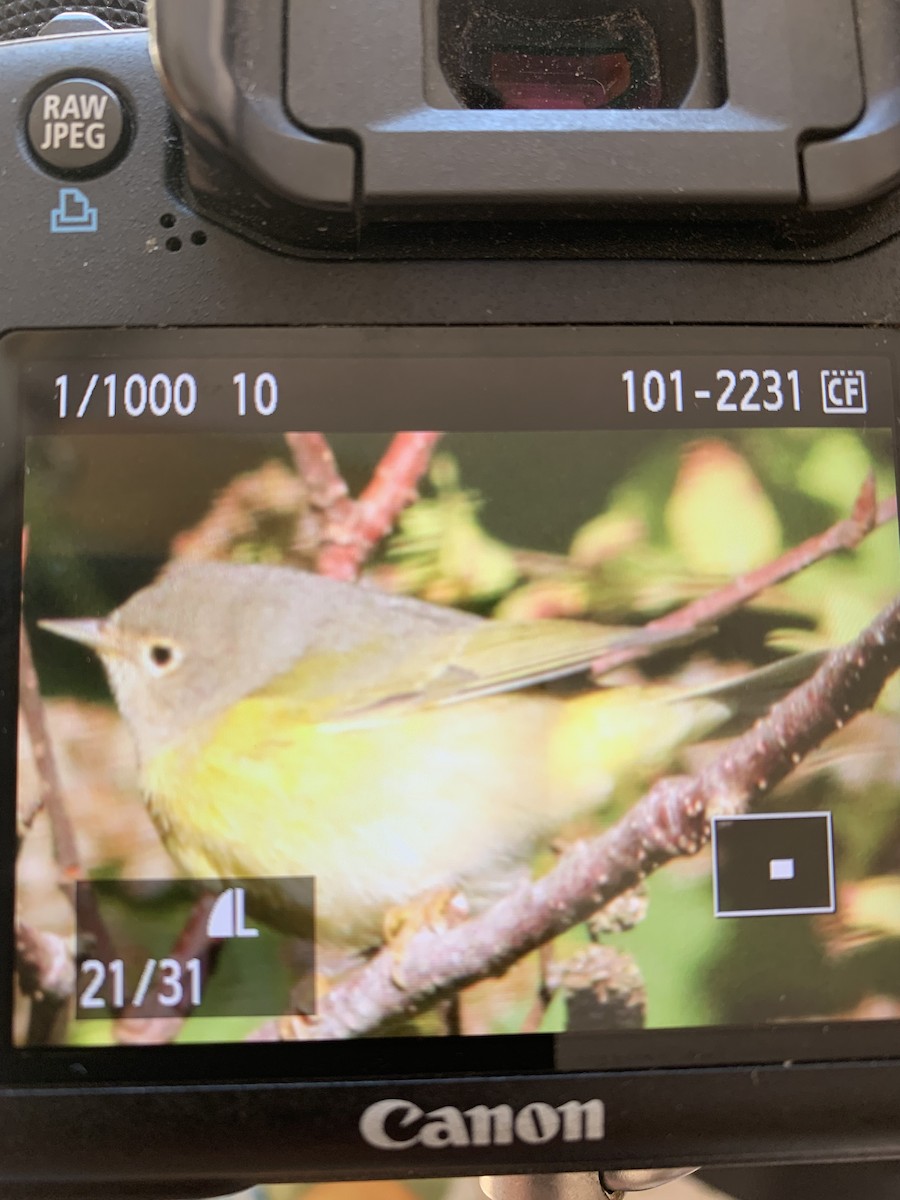 Nashville Warbler - ML374934401