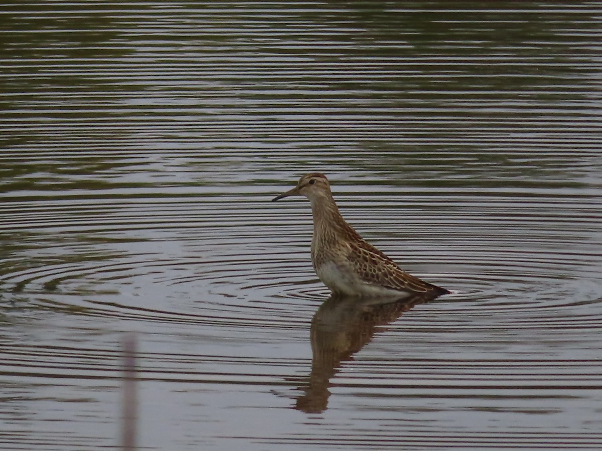 Pectoral Sandpiper - ML374934761