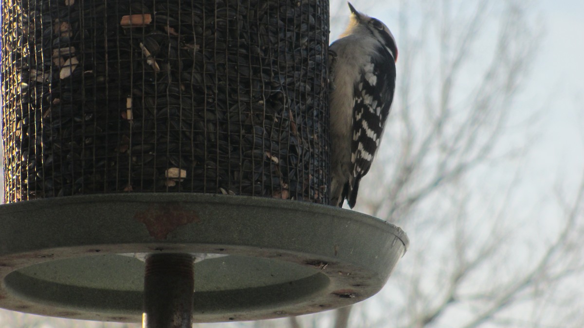 Downy Woodpecker - ML374936141