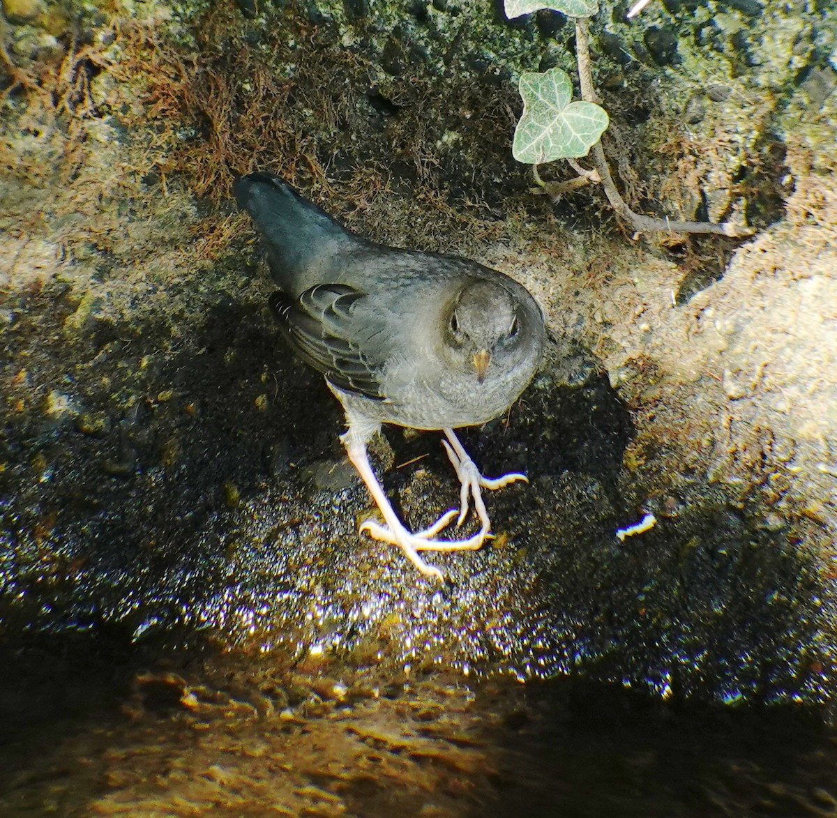 American Dipper - ML374936341