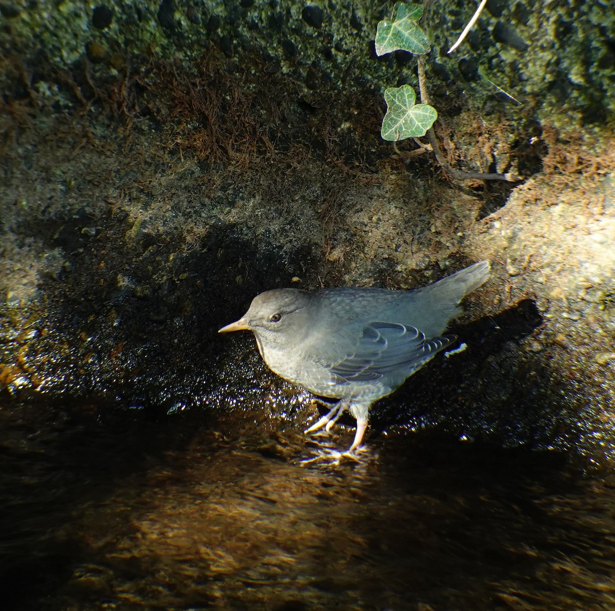 American Dipper - ML374936351