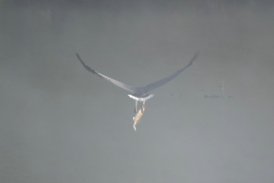 White-bellied Sea-Eagle - ML37493711