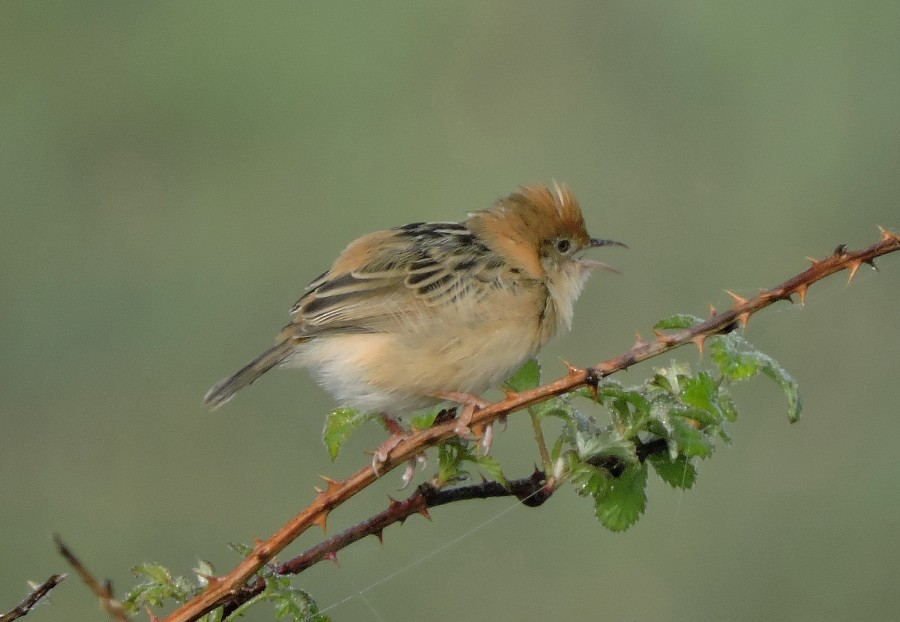 Golden-headed Cisticola - ML37493821