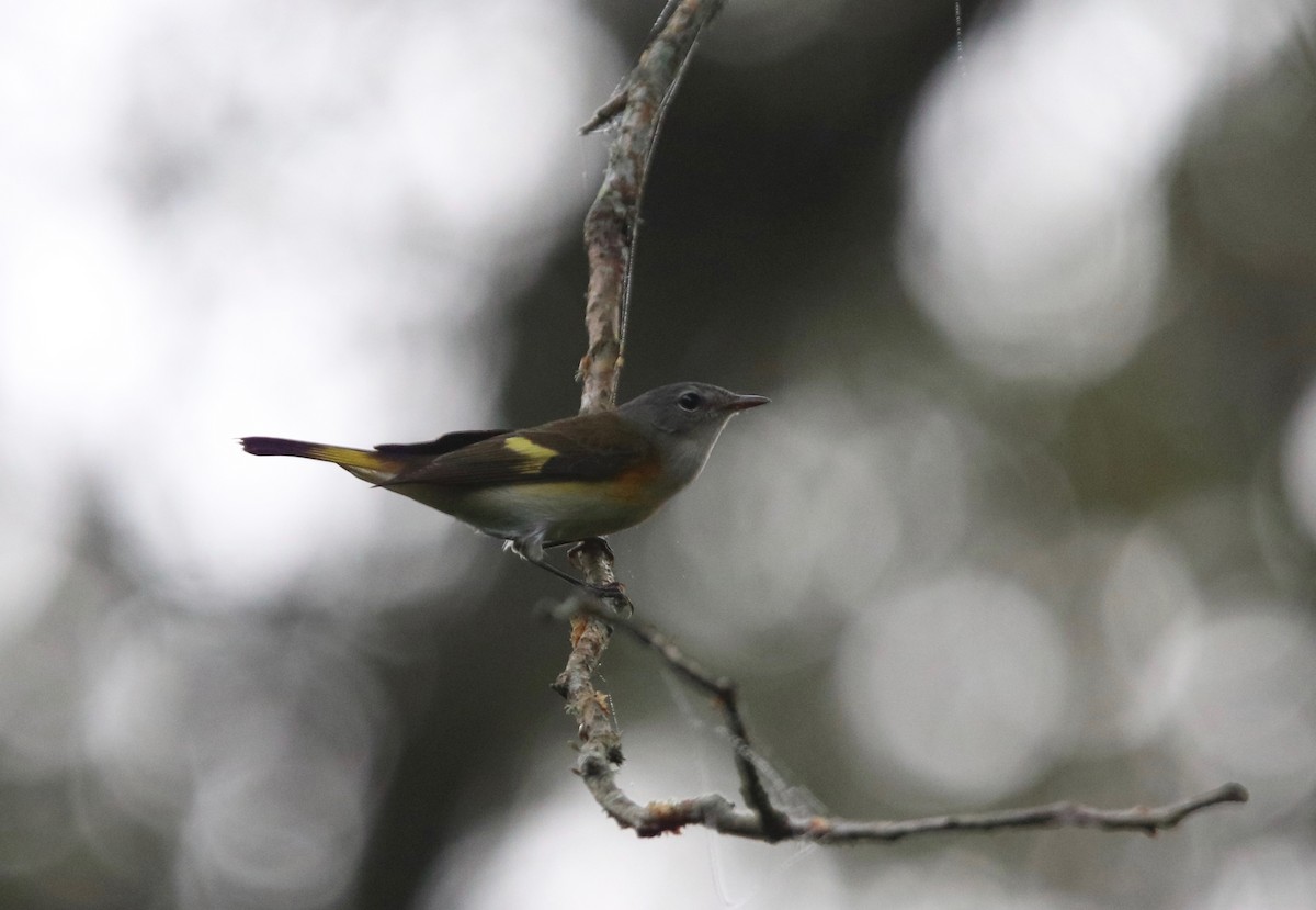 American Redstart - ML374938401