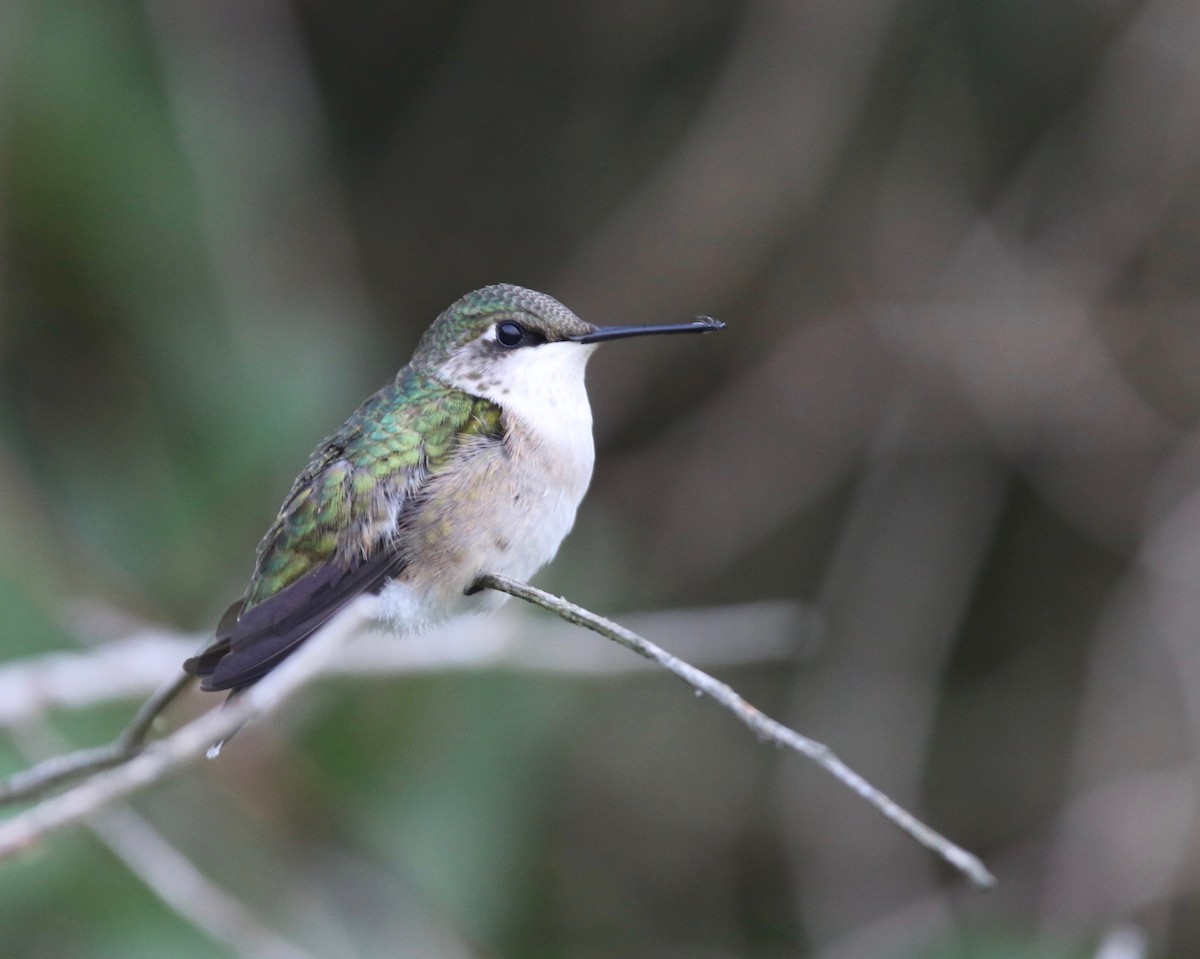 Ruby-throated Hummingbird - Andre Moncrieff