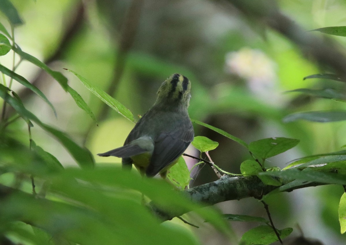 Golden-crowned Warbler - Andre Moncrieff