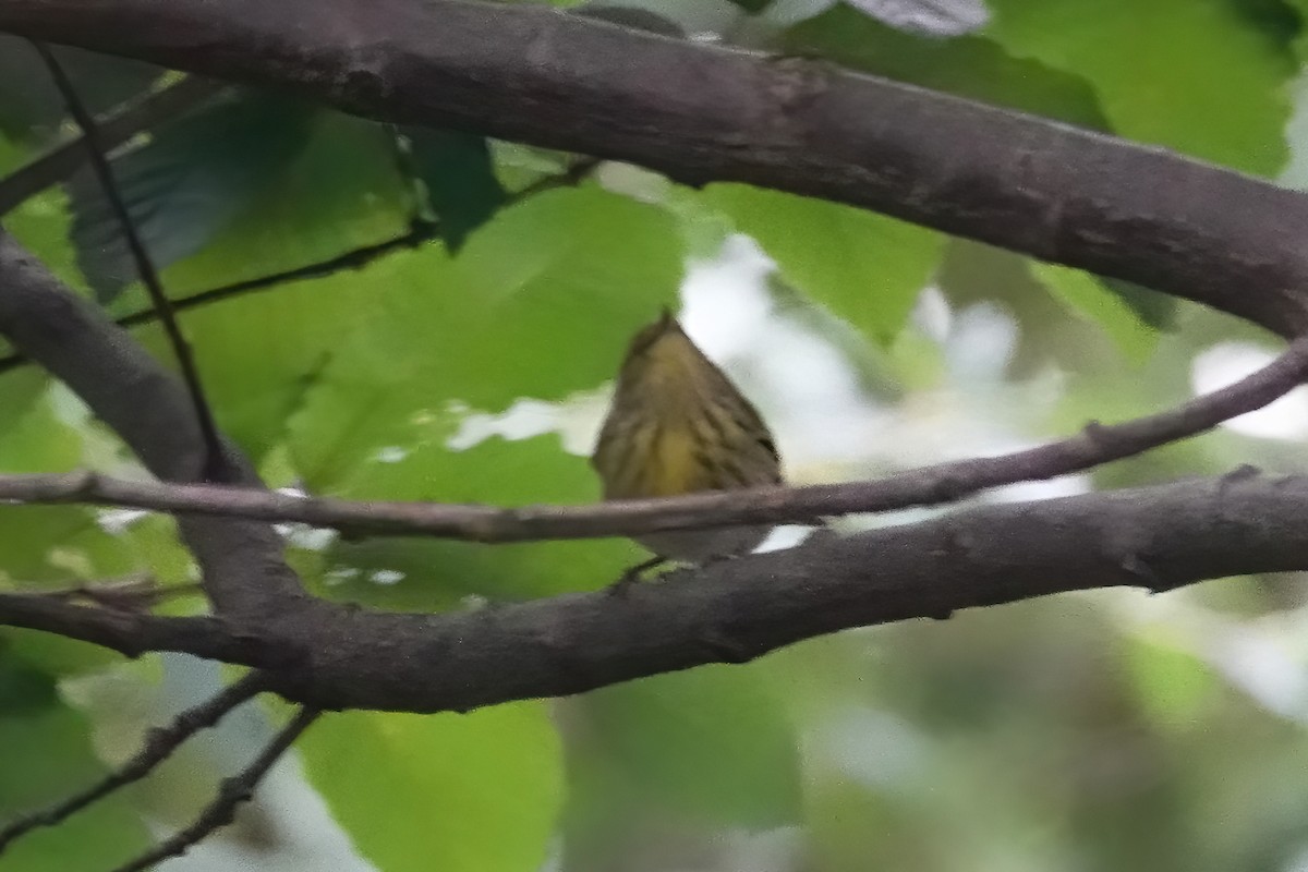 Cape May Warbler - ML374939551