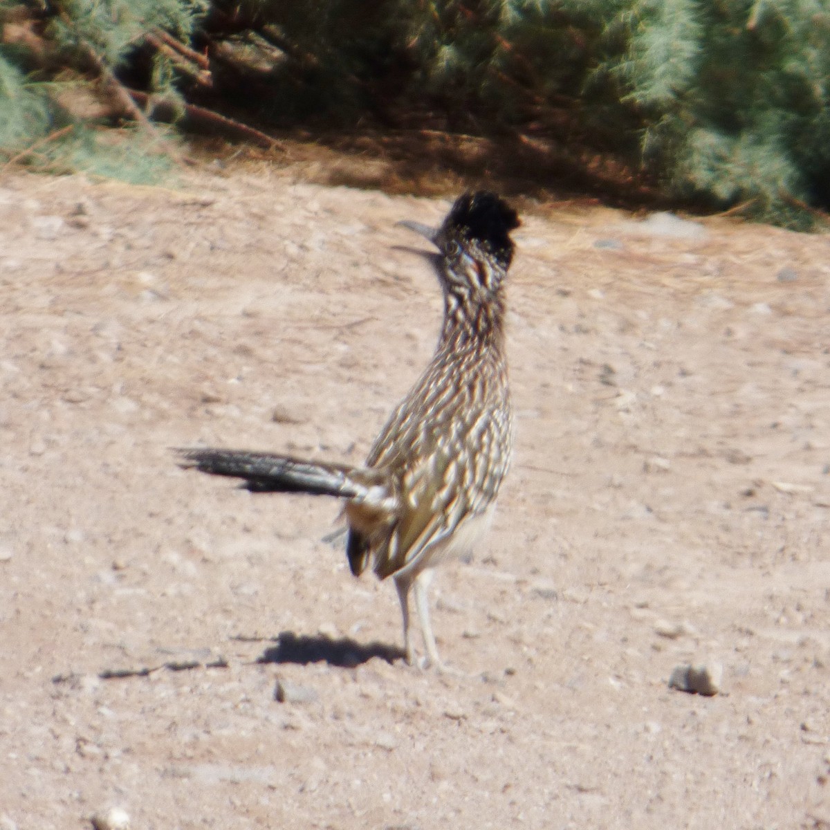 Greater Roadrunner - William Moramarco