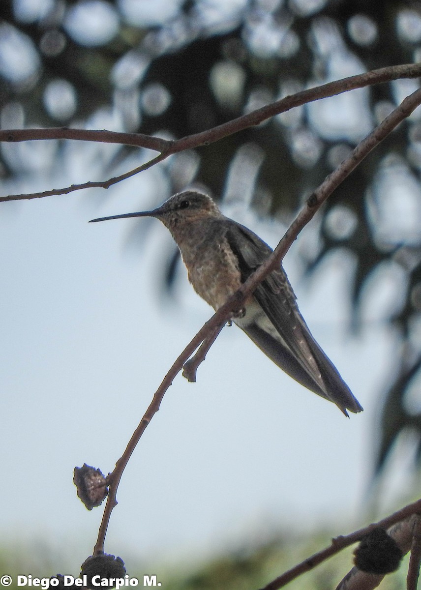 Colibrí Gigante - ML374940601