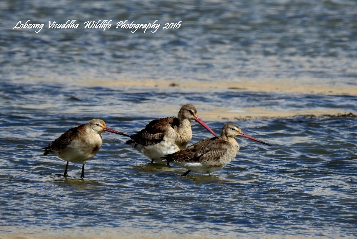 Black-tailed Godwit (limosa) - ML37494171