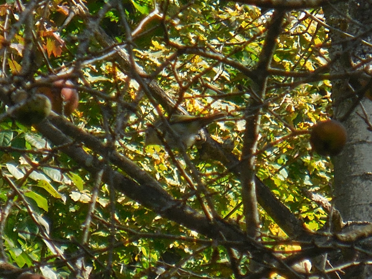 Blue-headed Vireo - Derek Green