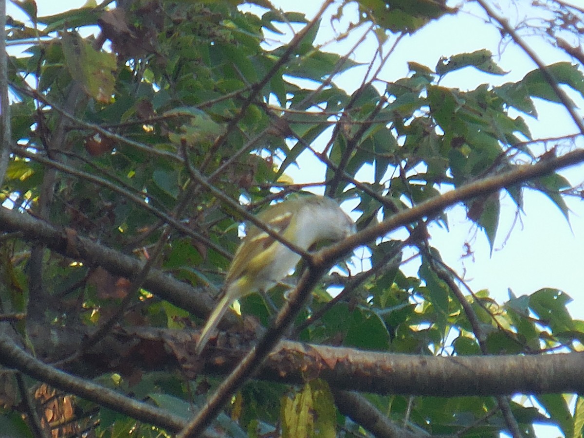 Blue-headed Vireo - ML374942721