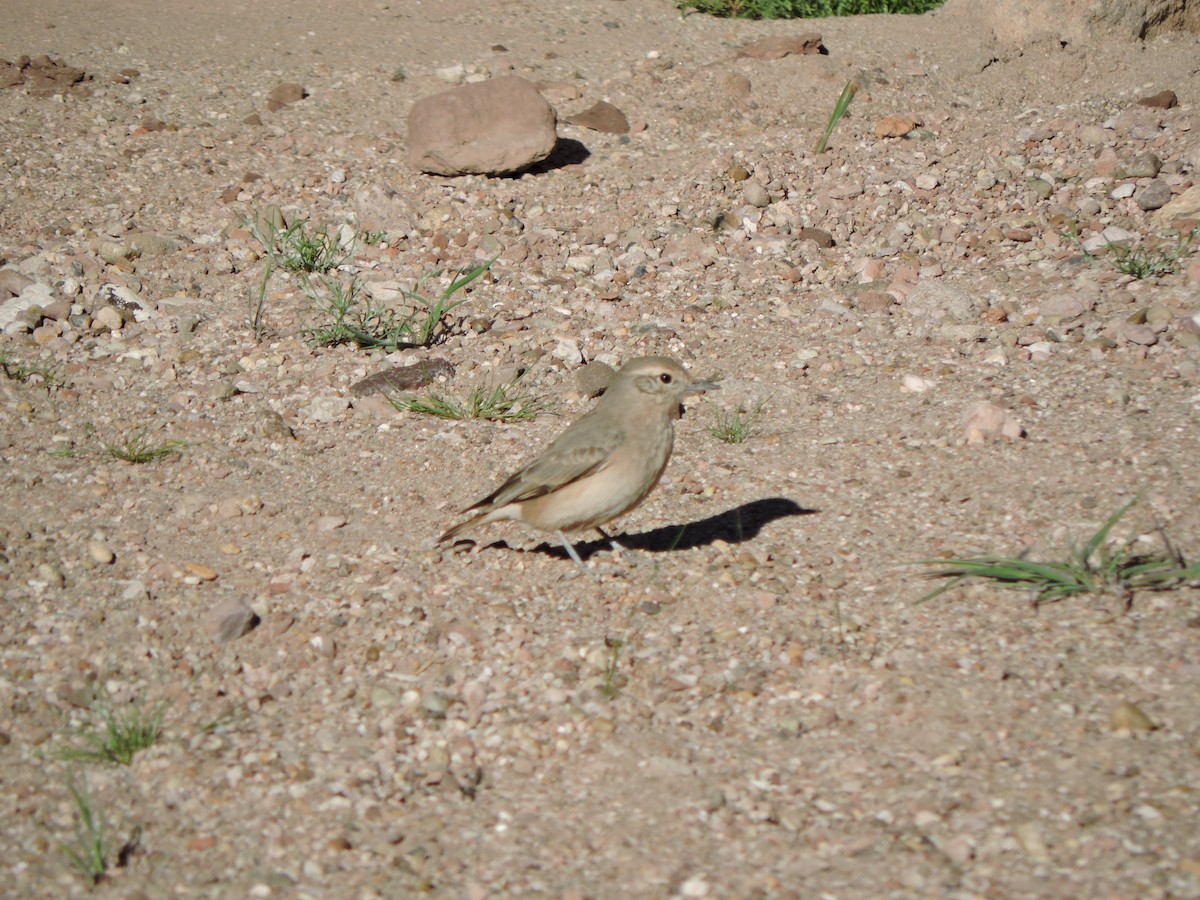 Rufous-banded Miner - ML374944121