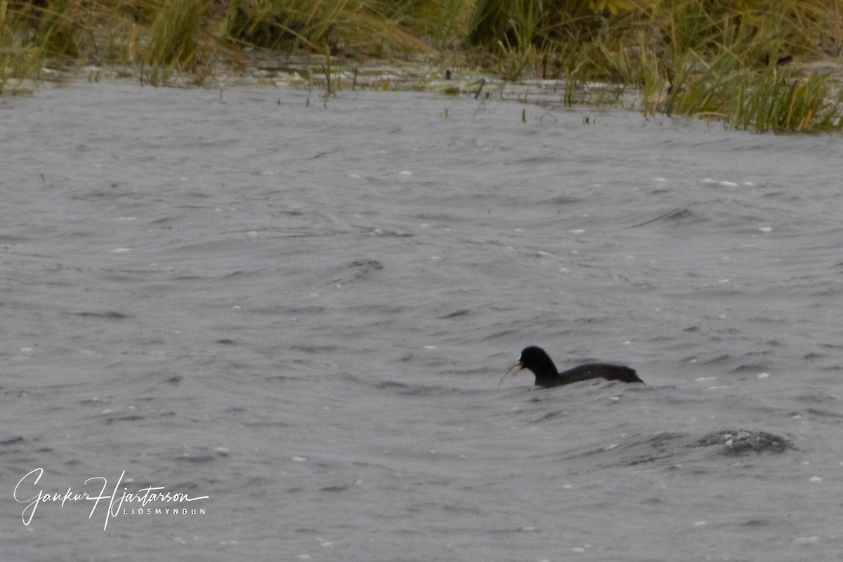 Eurasian Coot - ML374945991