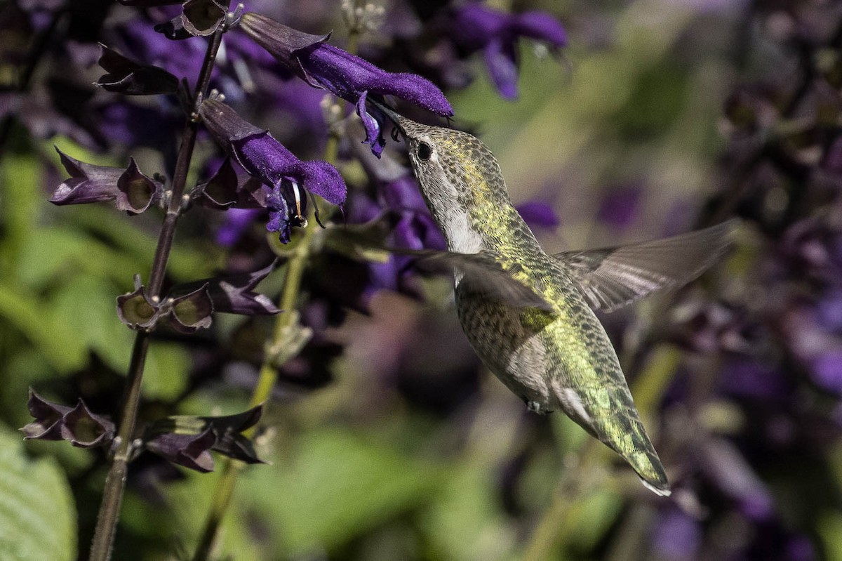 Anna's Hummingbird - ML374946061