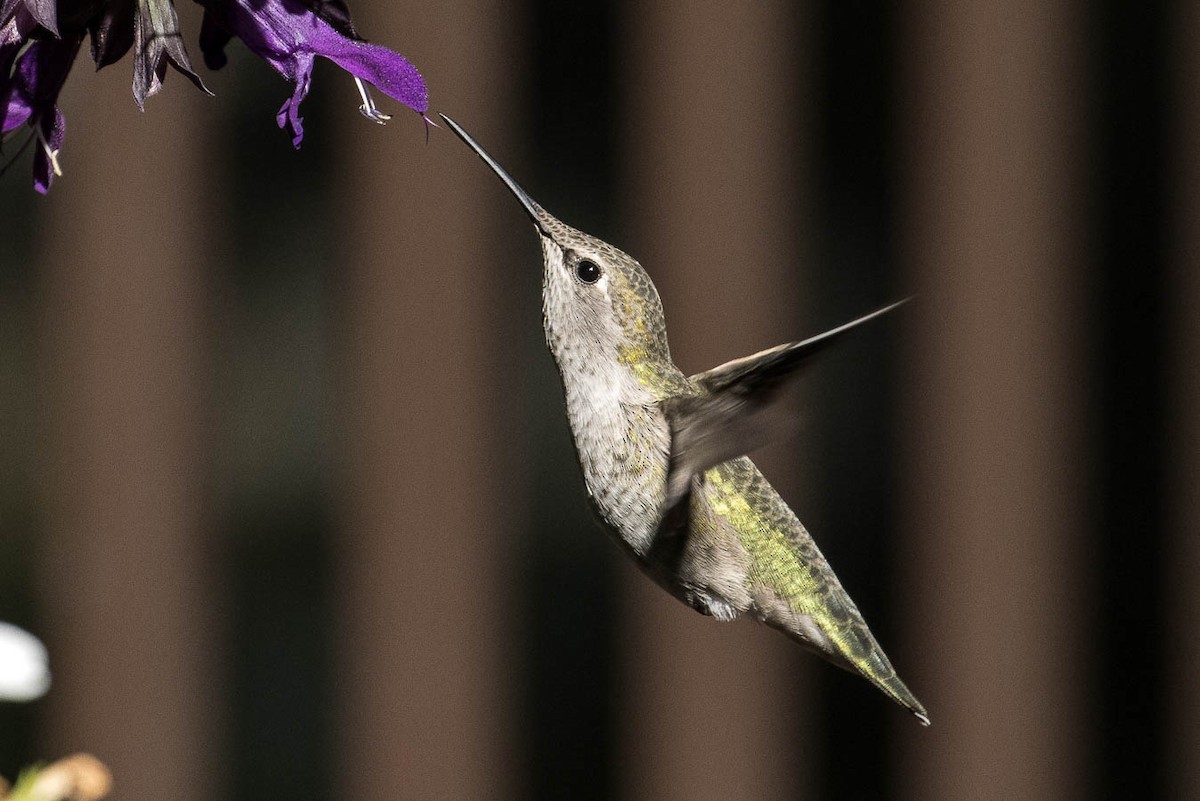 Anna's Hummingbird - ML374946071
