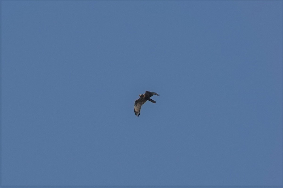 Eastern Marsh Harrier - 志民 蘇