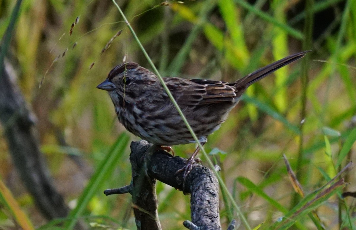 Song Sparrow - ML374947451