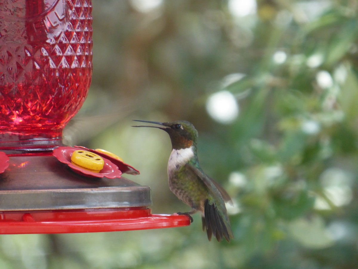 Ruby-throated Hummingbird - ML374948921