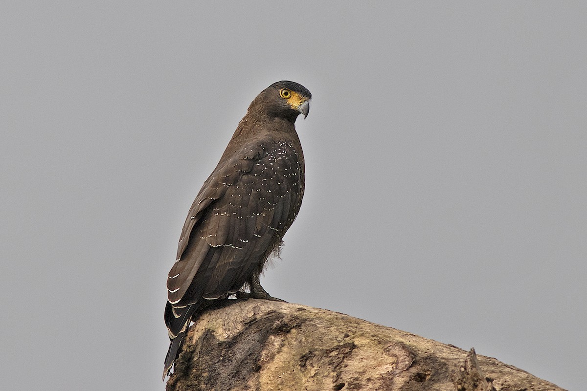 Crested Serpent-Eagle - Samiran  Jha