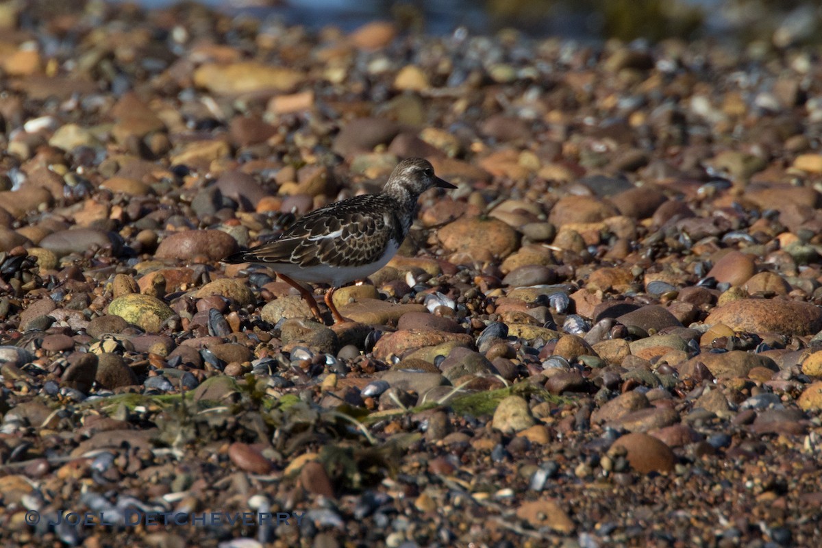 Ruddy Turnstone - ML374950731