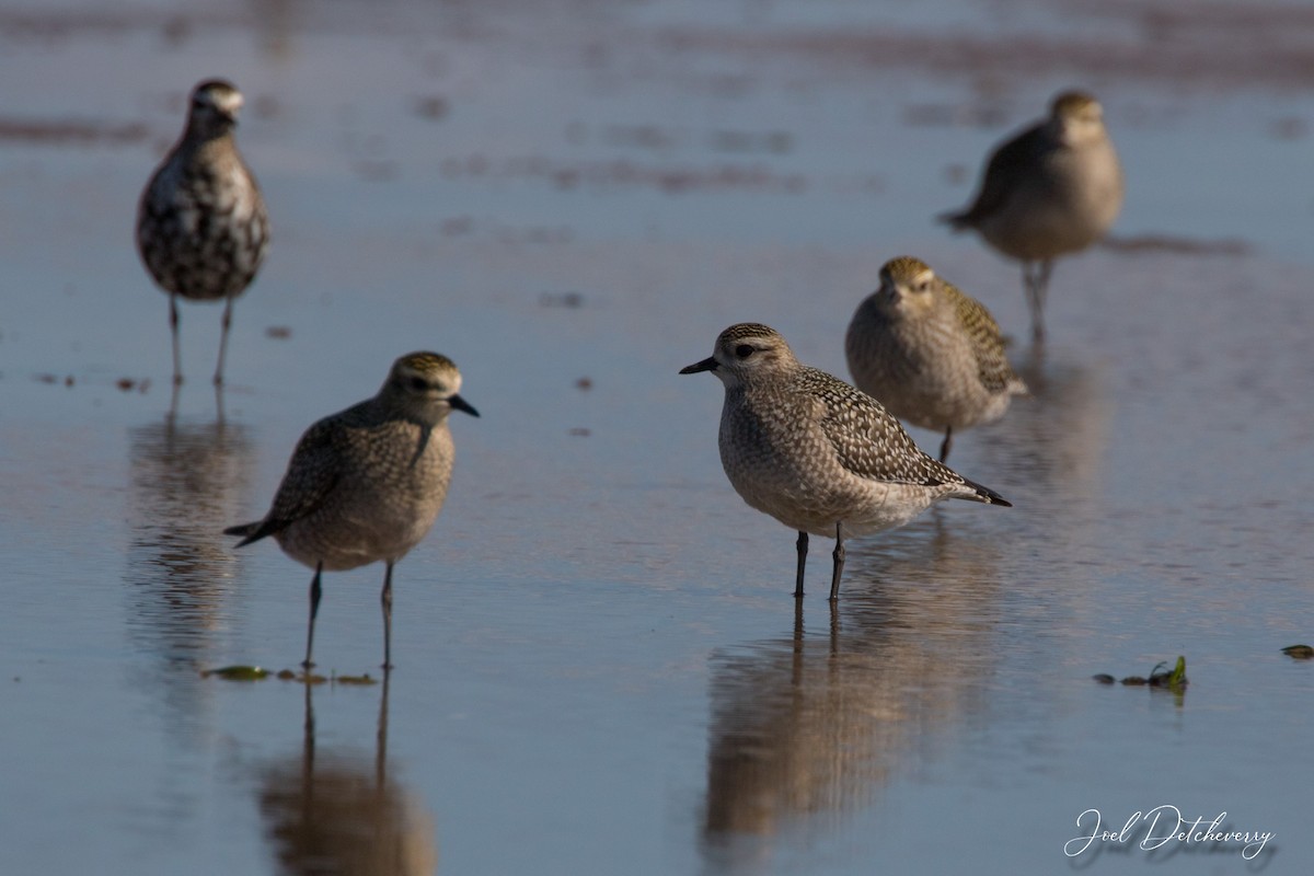 American Golden-Plover - ML374951821