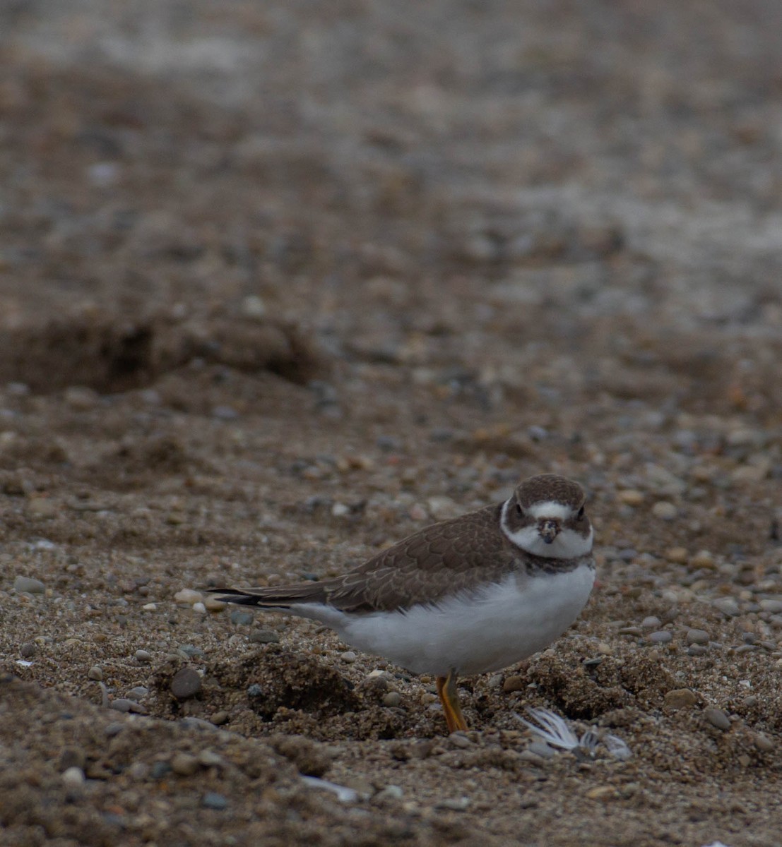 Semipalmated Plover - ML374953021