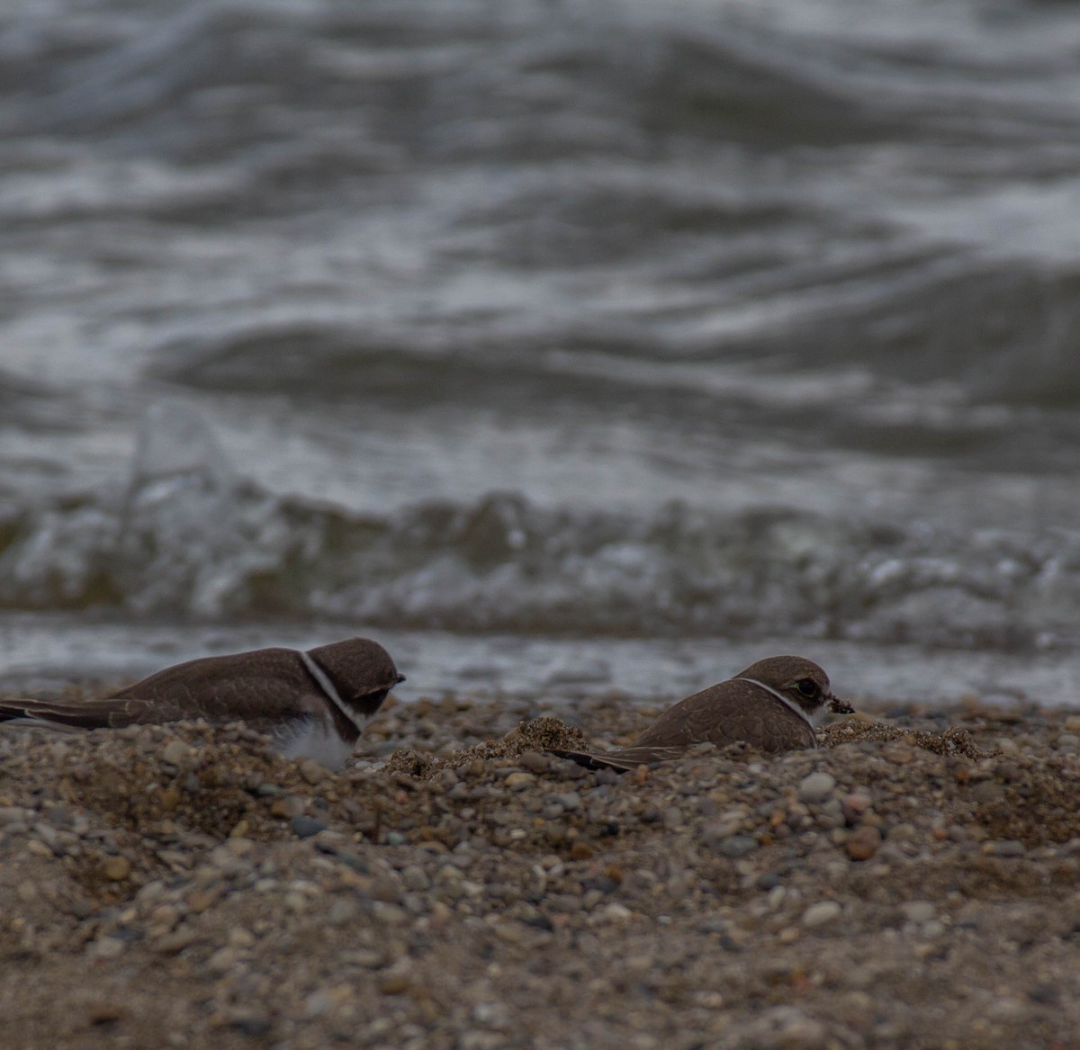 Semipalmated Plover - ML374953031