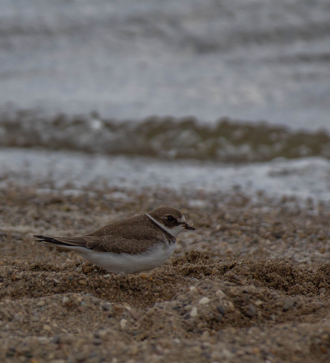 Semipalmated Plover - ML374953051