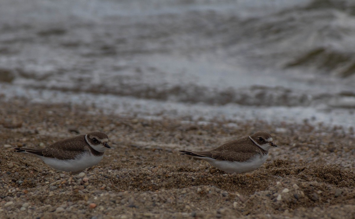 Semipalmated Plover - ML374953061
