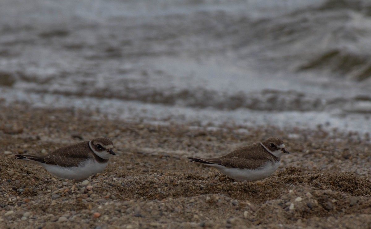 Semipalmated Plover - luke thies