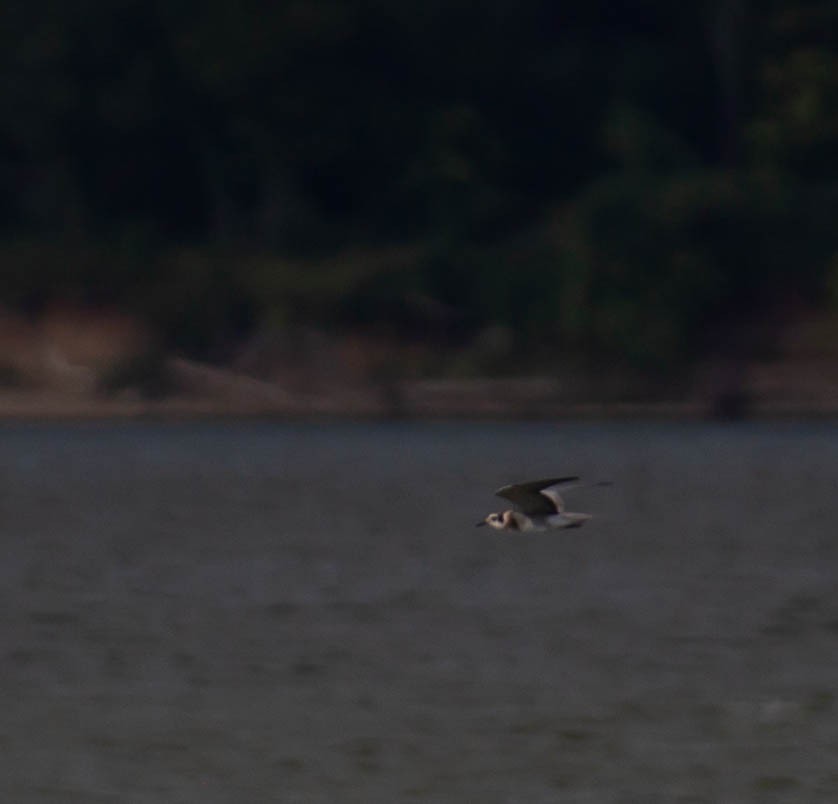 Black Tern - ML374953731