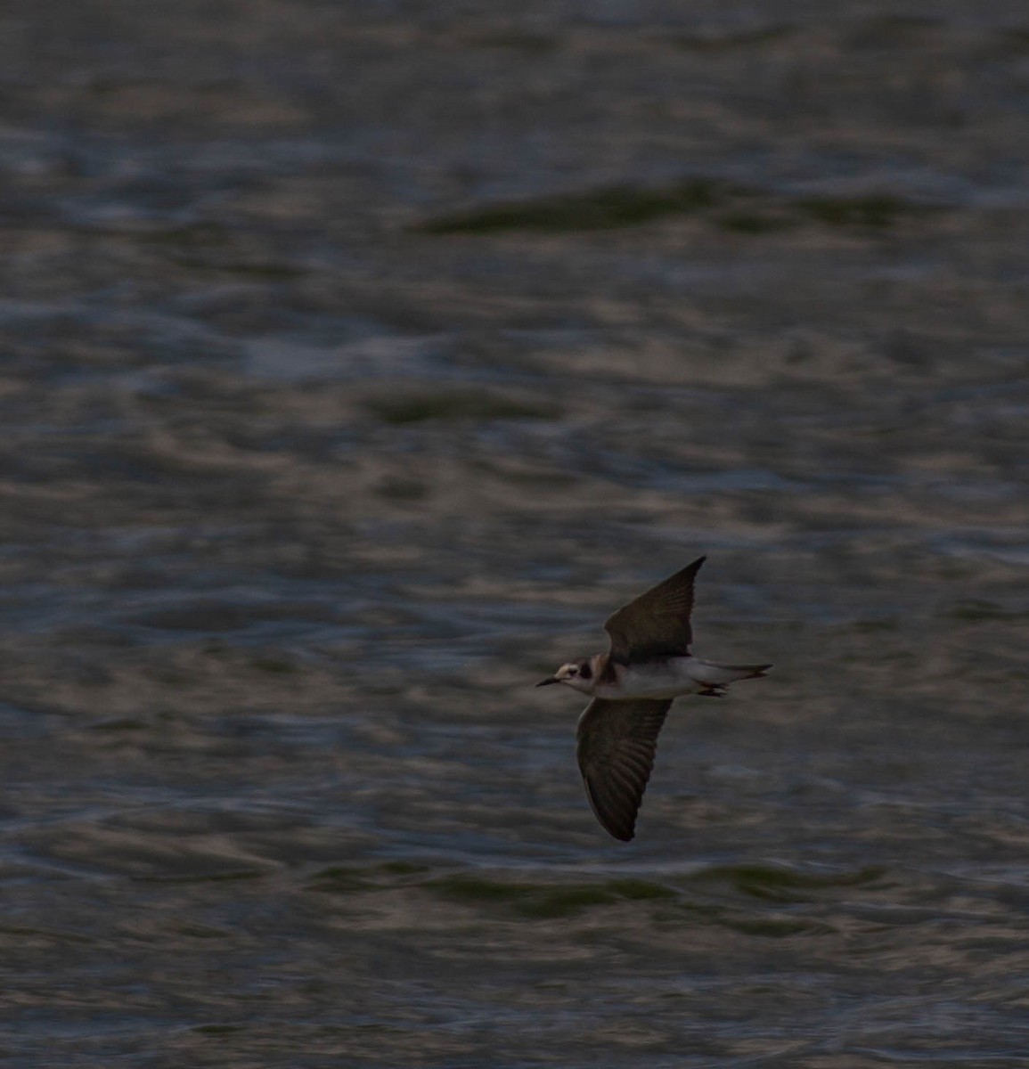 Black Tern - ML374953741