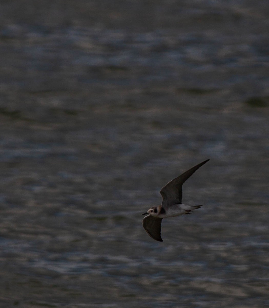 Black Tern - ML374953751