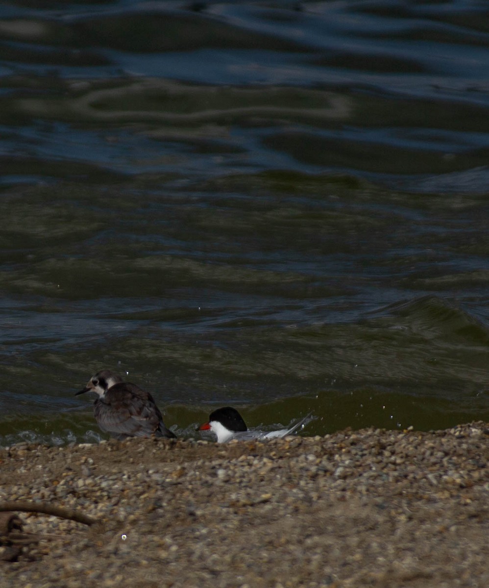 Black Tern - ML374953761