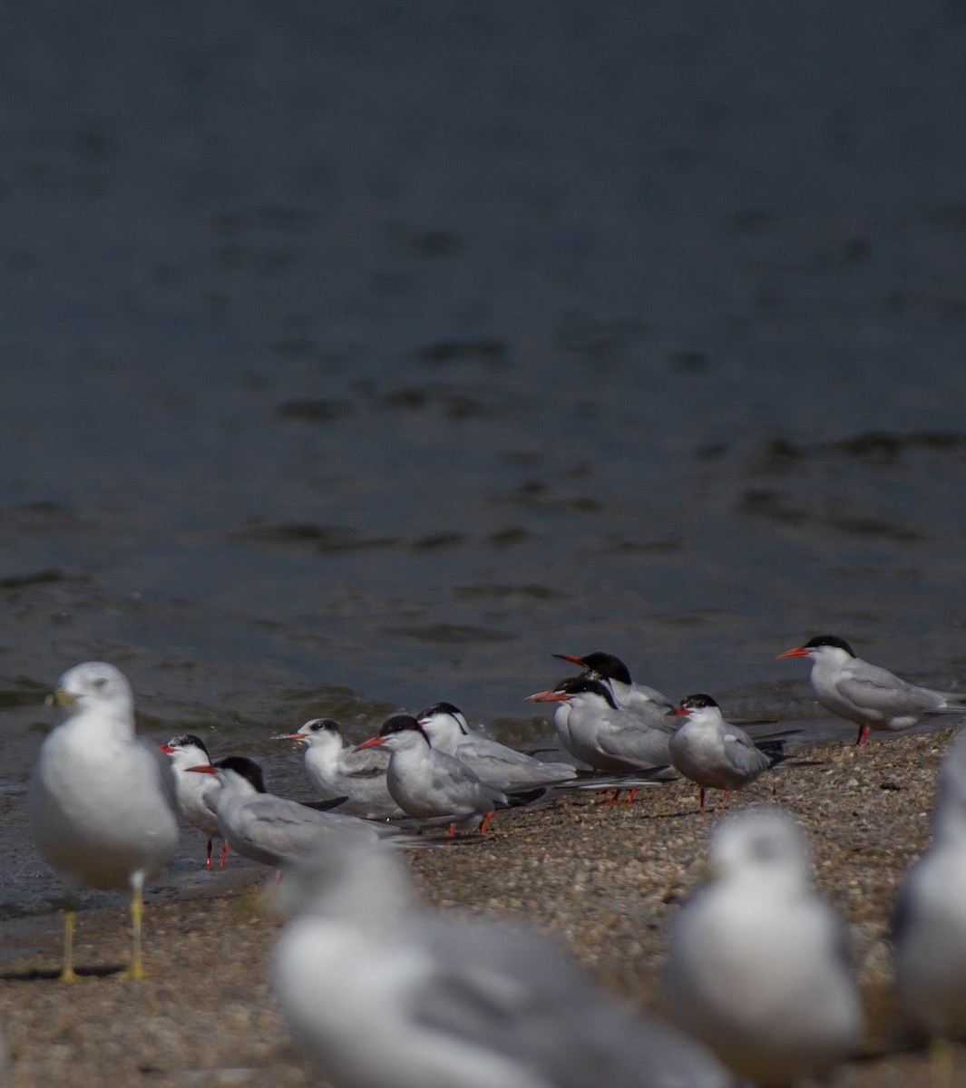 Common Tern - luke thies