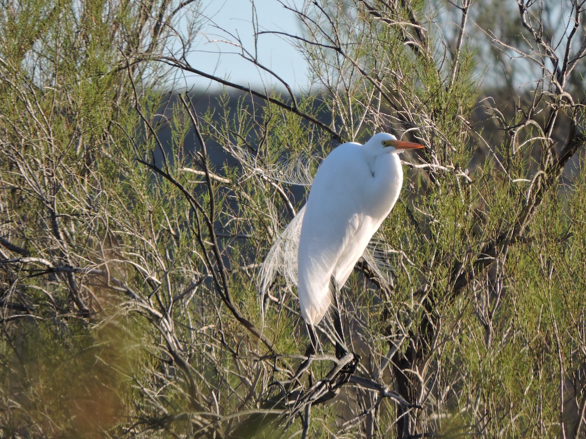 Great Egret - Mónica  Cobelli