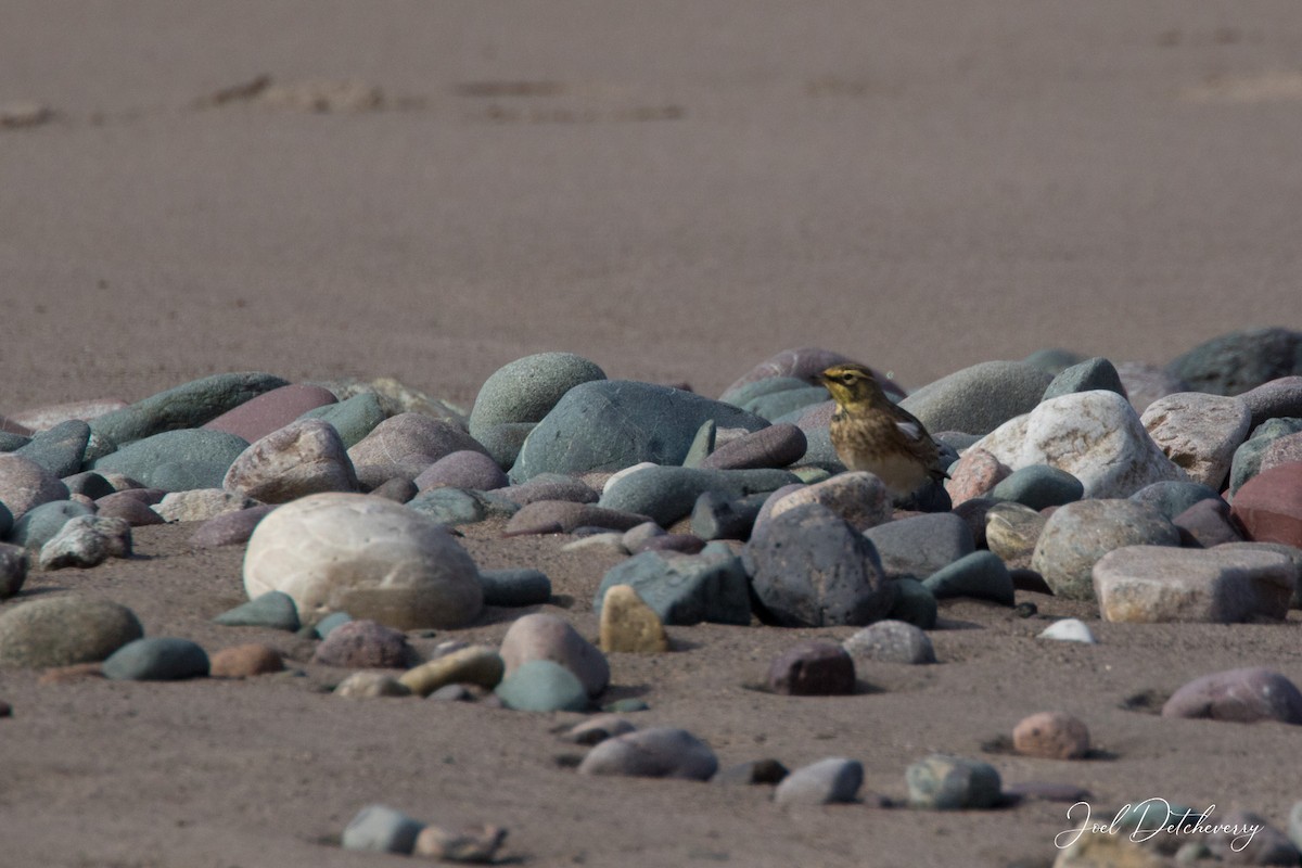 Horned Lark - ML374953981