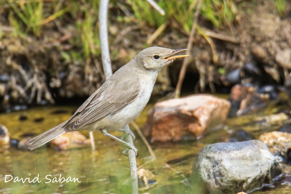 Eastern Olivaceous Warbler - ML374954731