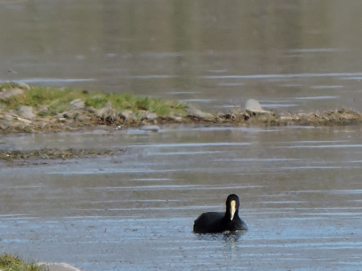 White-winged Coot - ML374954781