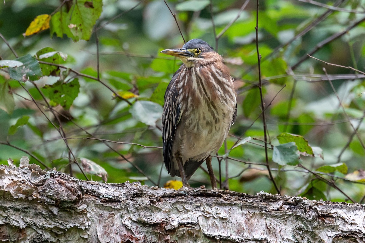 Green Heron - ML374955591