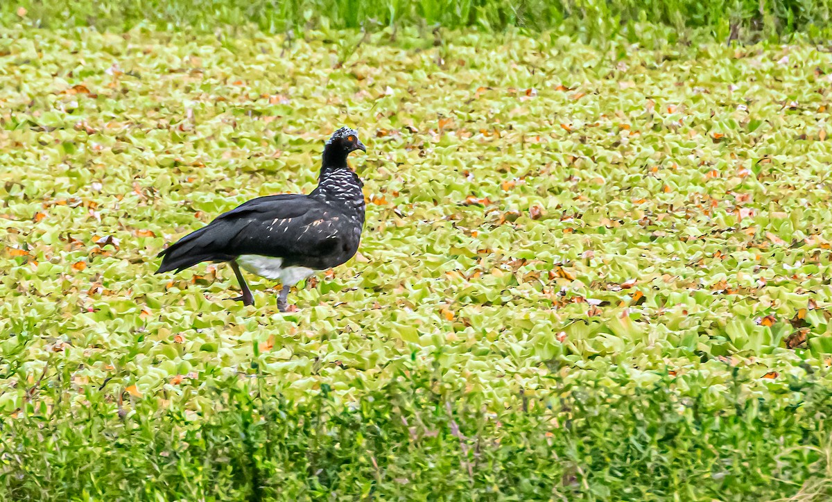Horned Screamer - ML374957111