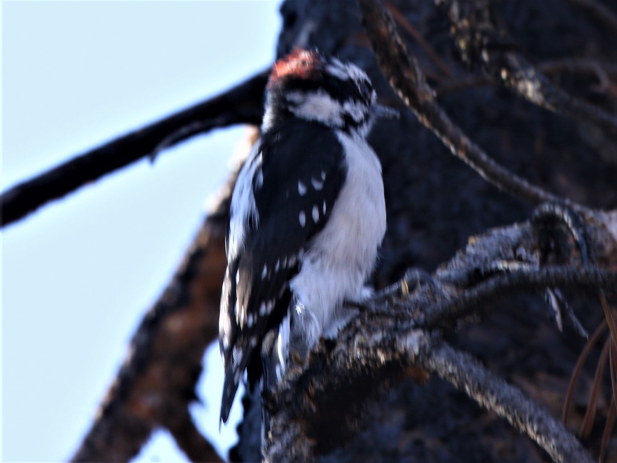 Downy Woodpecker - ML374959291