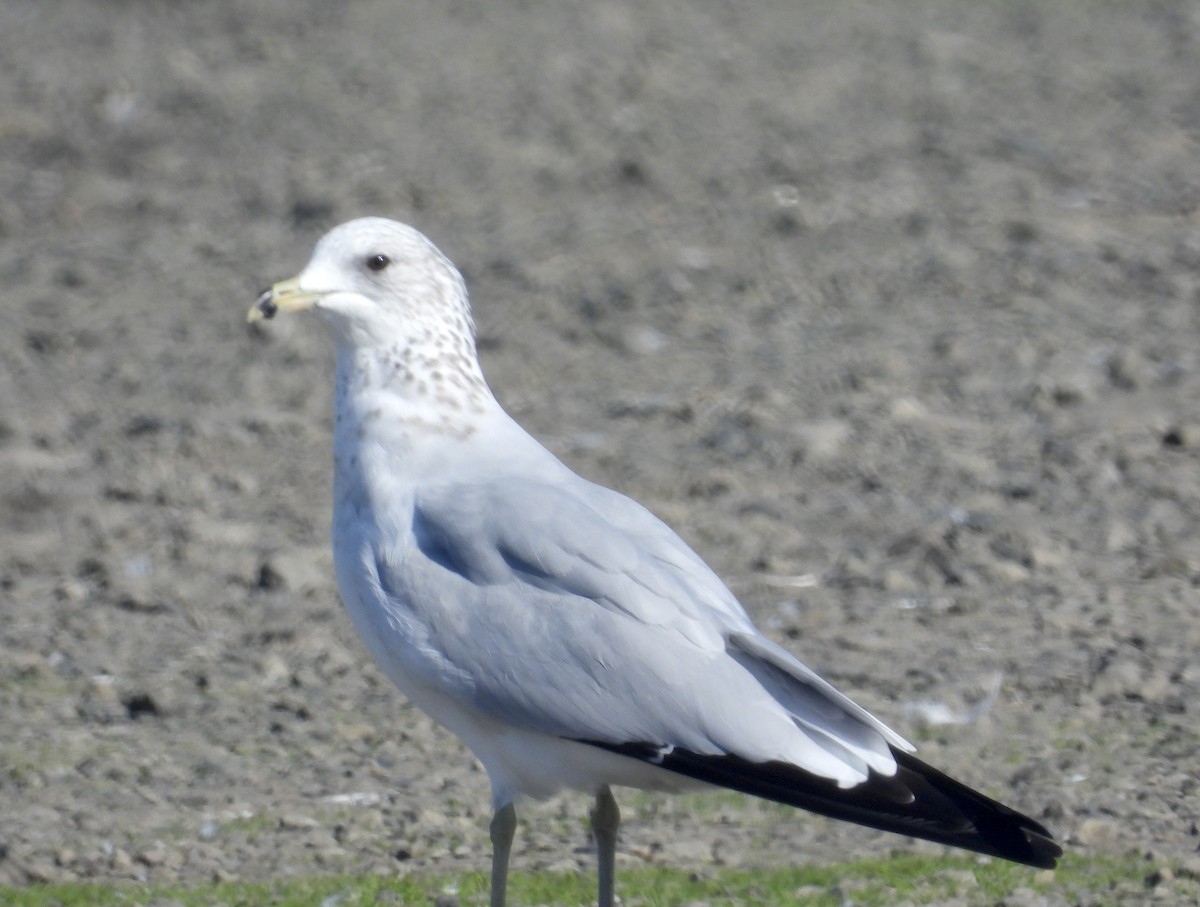 Ring-billed Gull - ML374960271