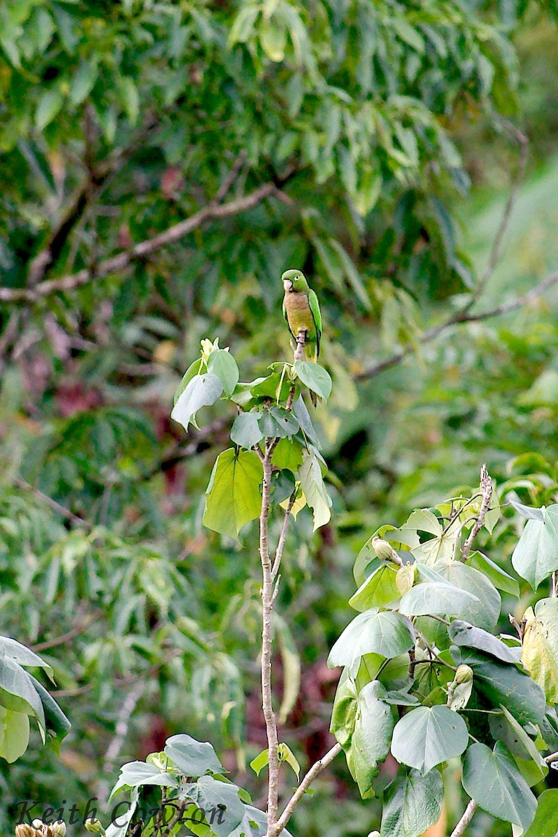 Olive-throated Parakeet (Jamaican) - ML374960801