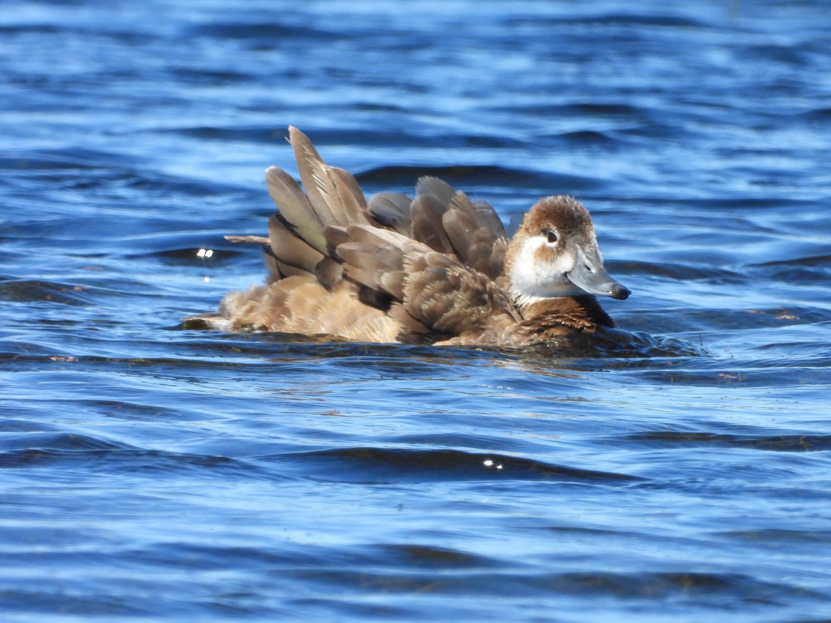 Southern Pochard - ML374960861