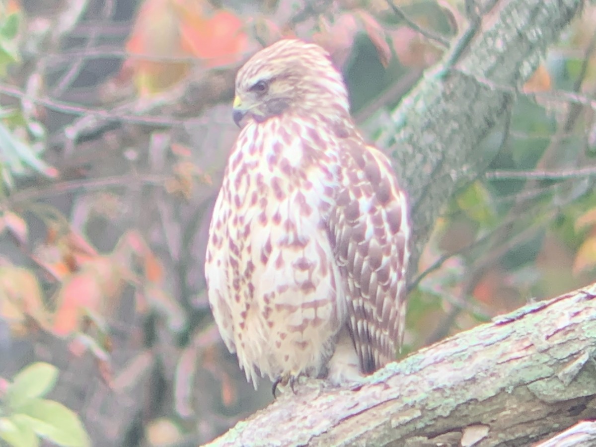 Red-shouldered Hawk - ML374962091