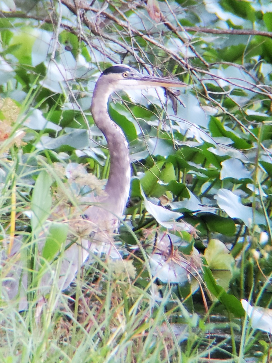 Great Blue Heron - ML374962131