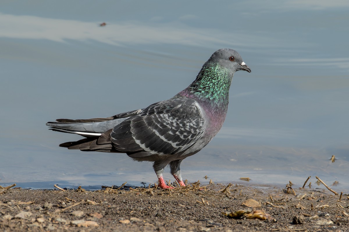 Rock Pigeon (Feral Pigeon) - Wich’yanan Limparungpatthanakij